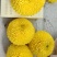 七月菊苗，桃菊苗，金丝皇菊苗，杭白菊苗，北京菊苗