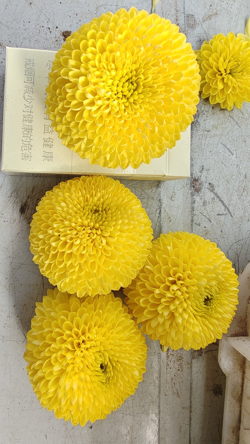 七月菊苗，桃菊苗，金丝皇菊苗，杭白菊苗，北京菊苗