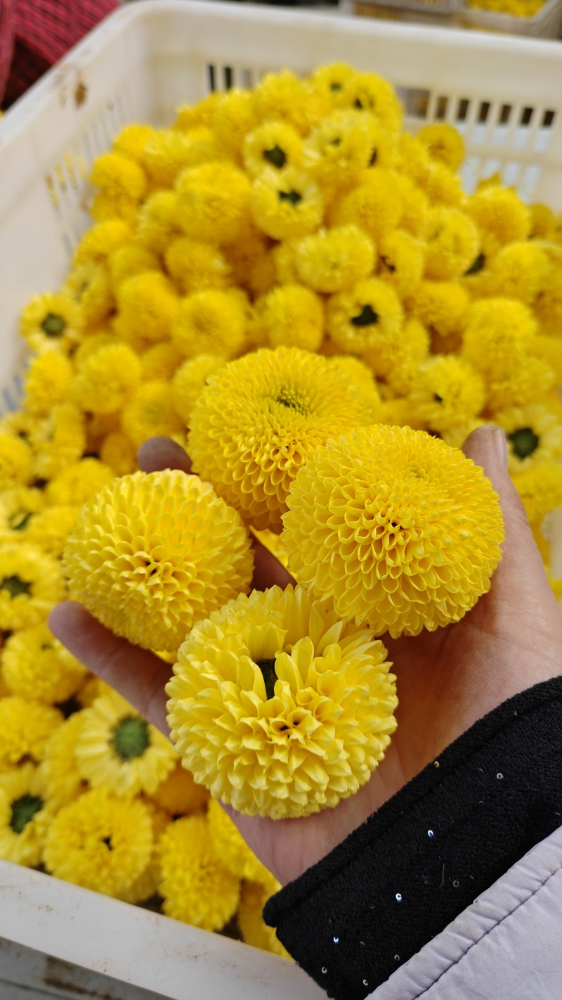 七月菊苗，桃菊苗，金丝皇菊苗，杭白菊苗，北京菊苗