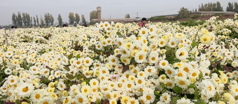 七月菊苗，桃菊苗，金丝皇菊苗，杭白菊苗，北京菊苗
