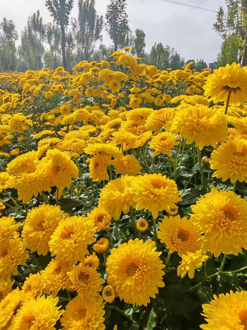 七月菊苗，桃菊苗，金丝皇菊苗，杭白菊苗，北京菊苗