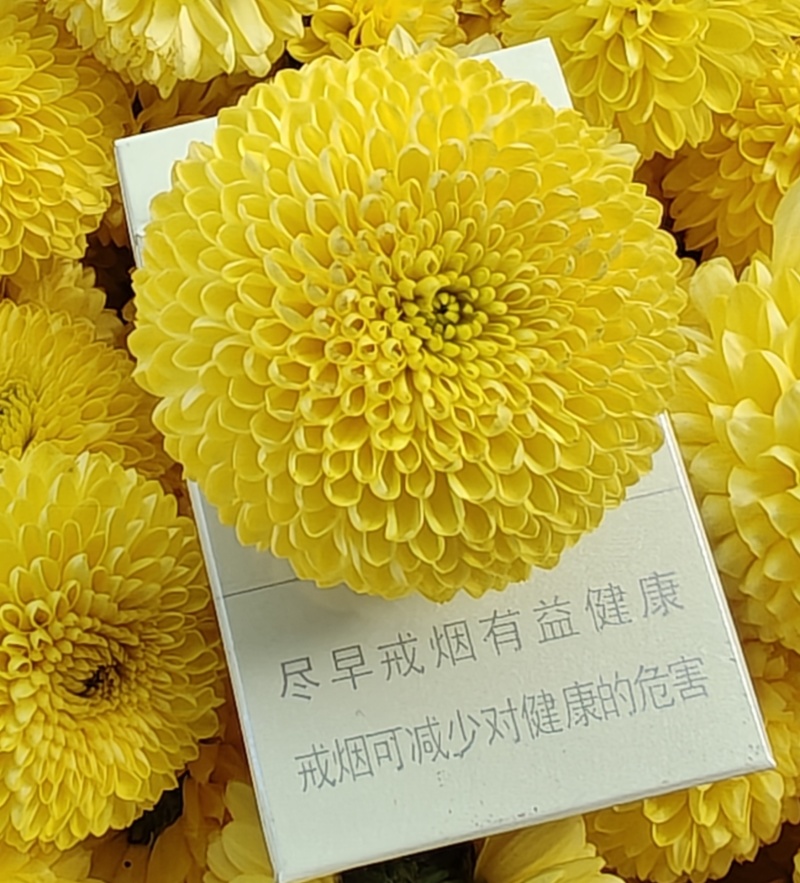 七月菊苗，桃菊苗，金丝皇菊苗，杭白菊苗，北京菊苗