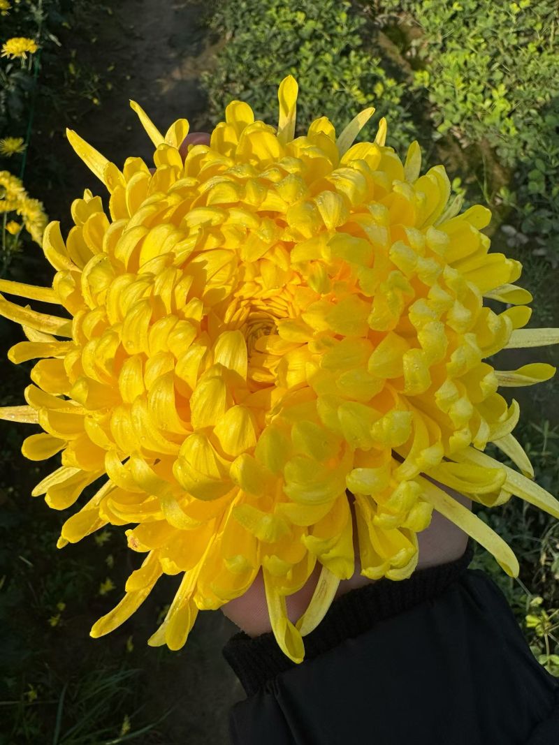 七月菊苗，桃菊苗，金丝皇菊苗，杭白菊苗，北京菊苗