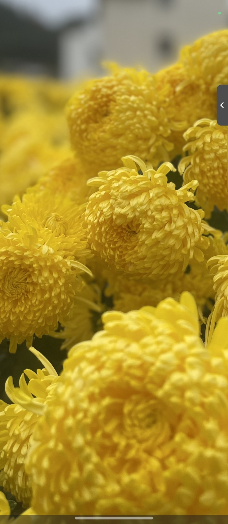 七月菊苗，桃菊苗，金丝皇菊苗，杭白菊苗，北京菊苗