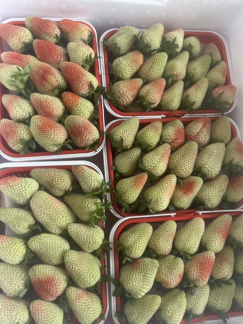 云南四季草莓蒙特瑞