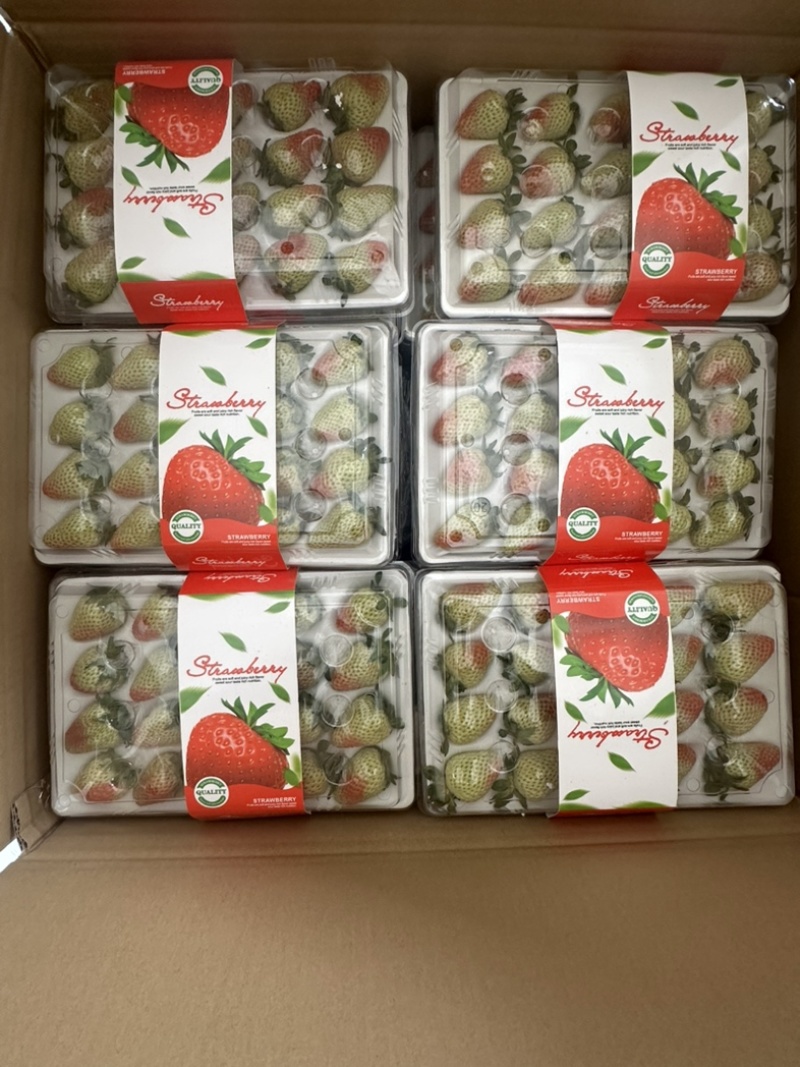 云南四季草莓蒙特瑞