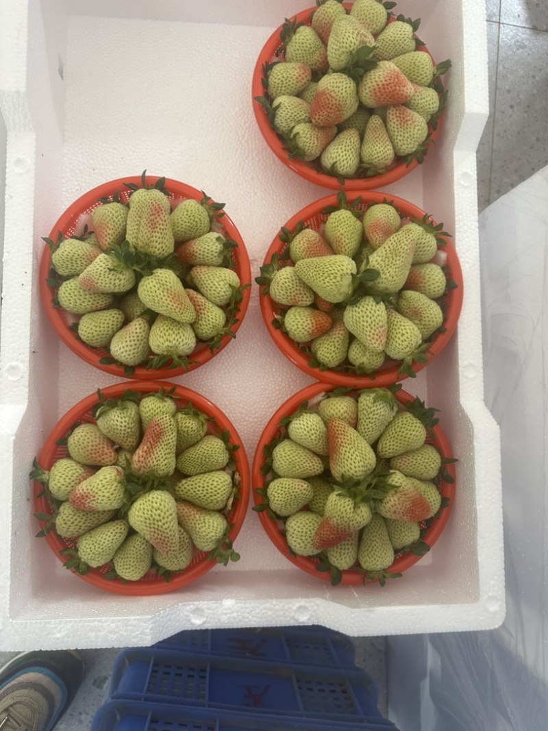 云南四季草莓蒙特瑞