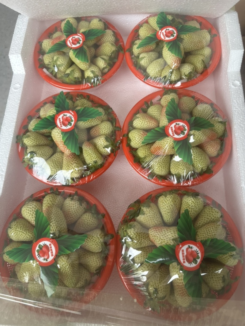 云南四季草莓蒙特瑞