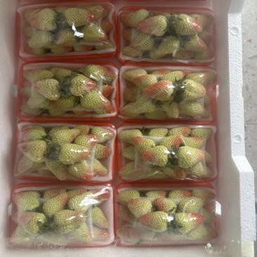 云南四季草莓蒙特瑞