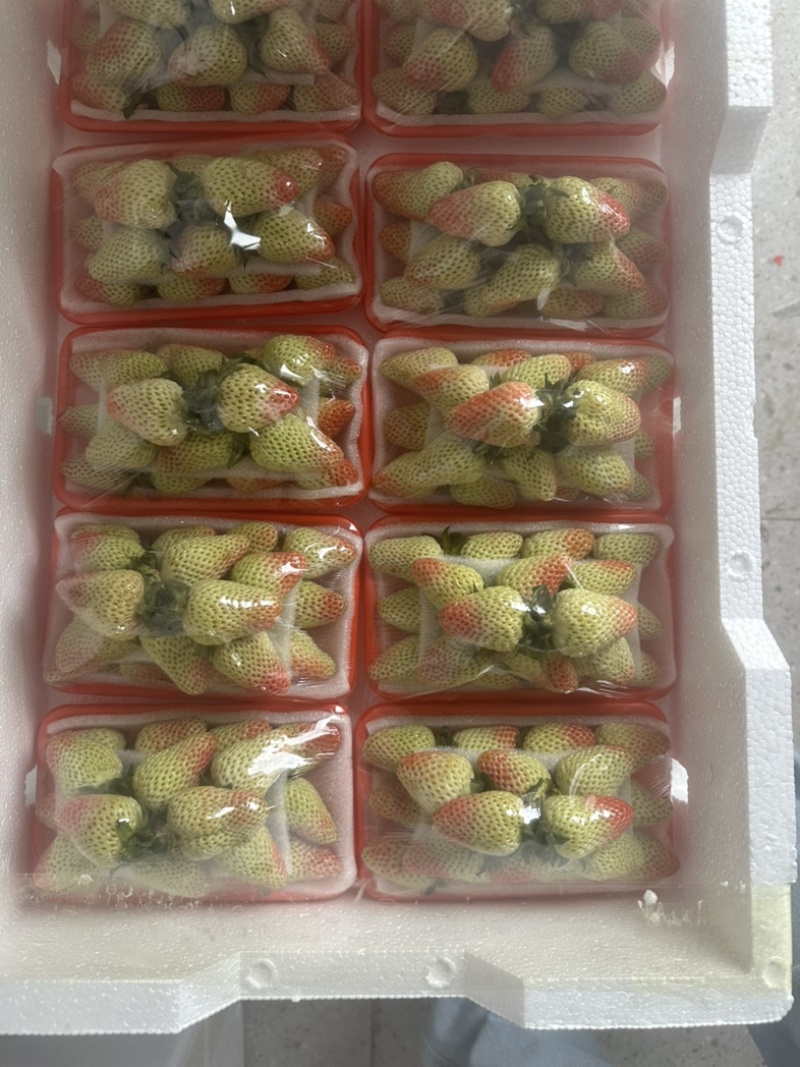 云南四季草莓蒙特瑞
