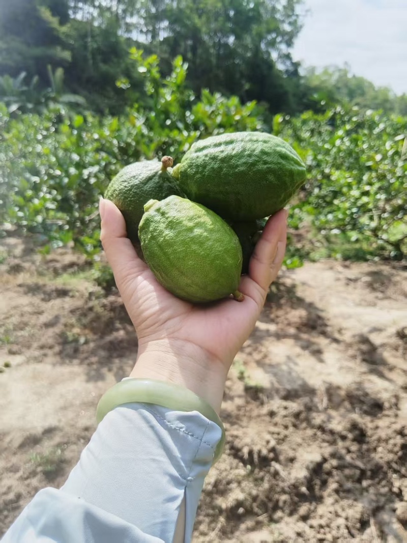 广东香水柠檬下单需要现摘诚心合作其他勿扰