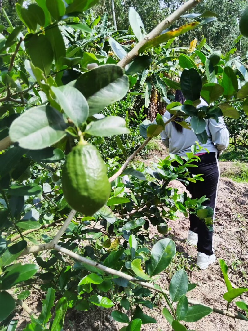 广东香水柠檬下单需要现摘诚心合作其他勿扰