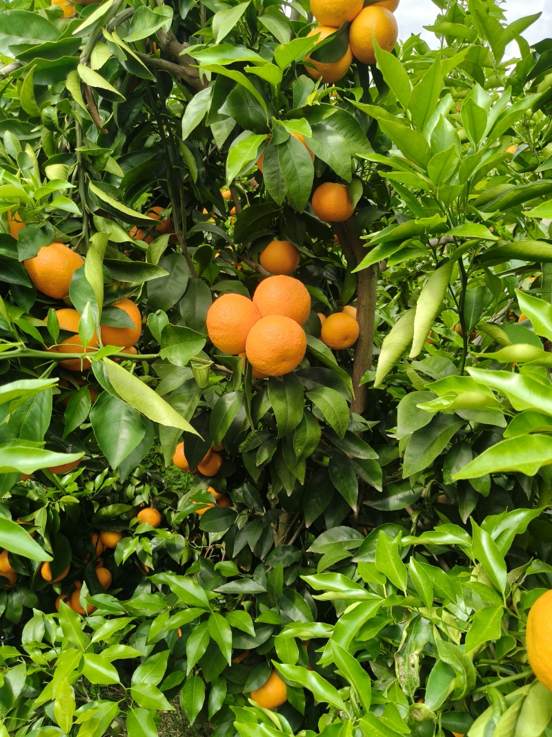 沃柑云南沃柑产地代办基地直发货源充足