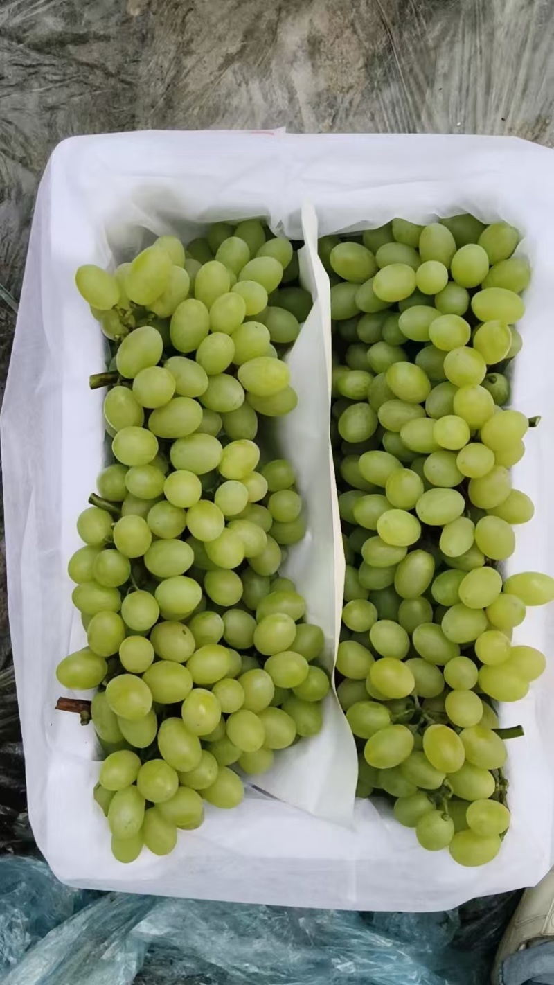 维多利亚葡萄高品质自家果园个大脆甜诚信经营现摘现发