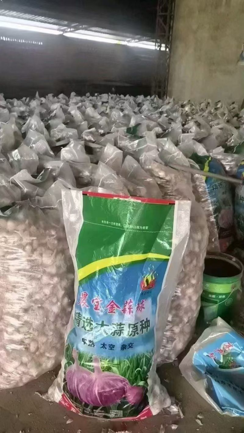 祘迪大蒜种子包回收