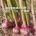 祘迪大蒜种子包回收