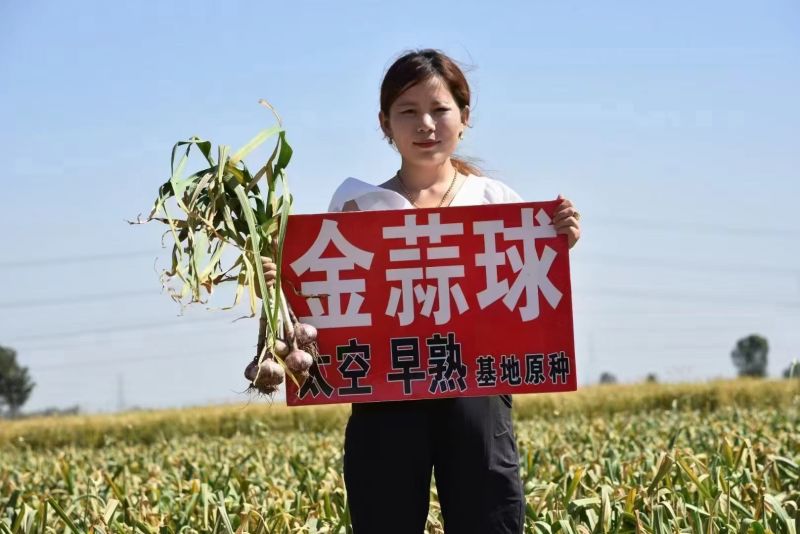 祘迪大蒜种子包回收