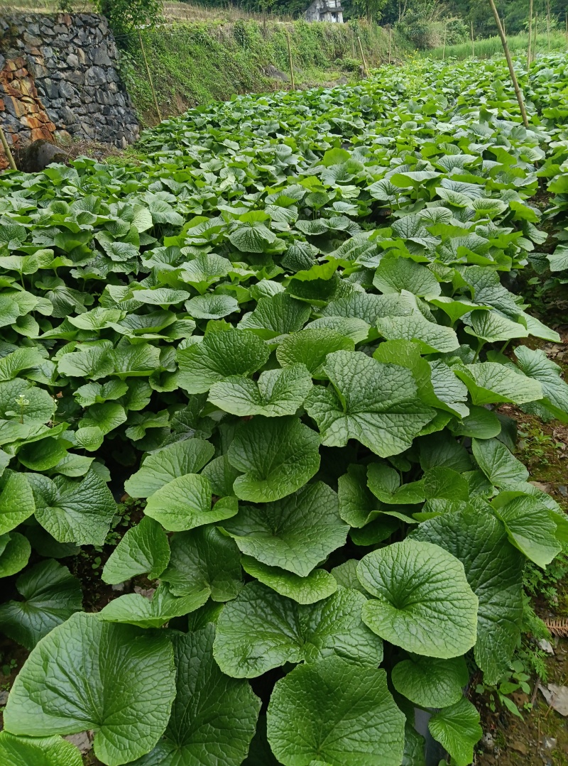 山葵