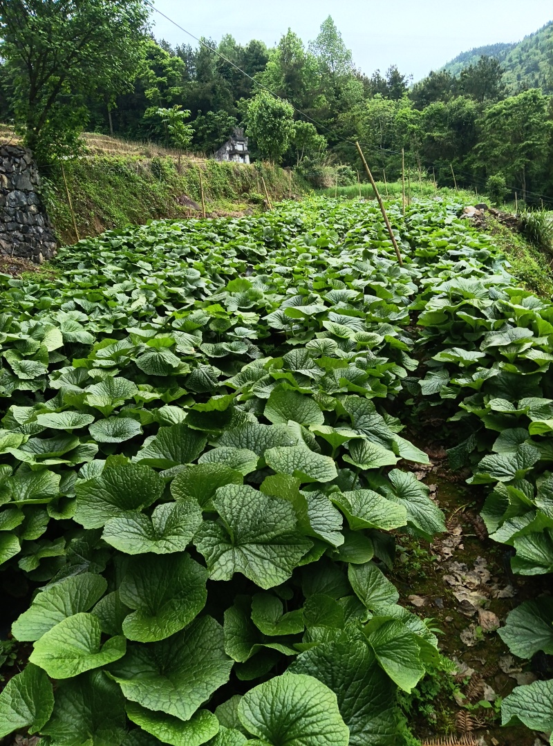 山葵