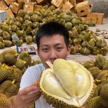 金枕榴莲一手批发价格，A果保5房，坏果包赔