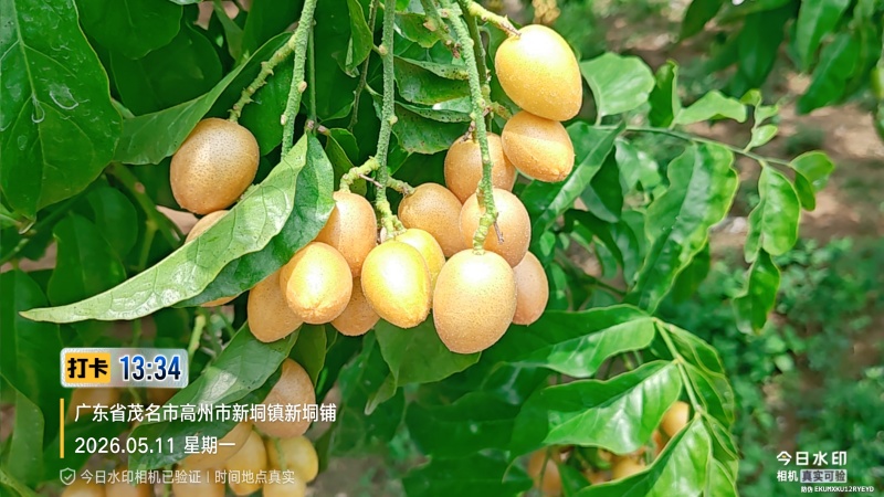 广东省高州市鸡心黄皮火热上市，一件代发，奶茶店供应链有量