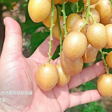 广东省高州市鸡心黄皮火热上市，一件代发，奶茶店供应链有量