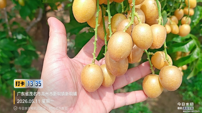 广东省高州市鸡心黄皮火热上市，一件代发，奶茶店供应链有量
