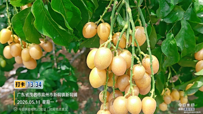 广东省高州市鸡心黄皮火热上市，一件代发，奶茶店供应链有量