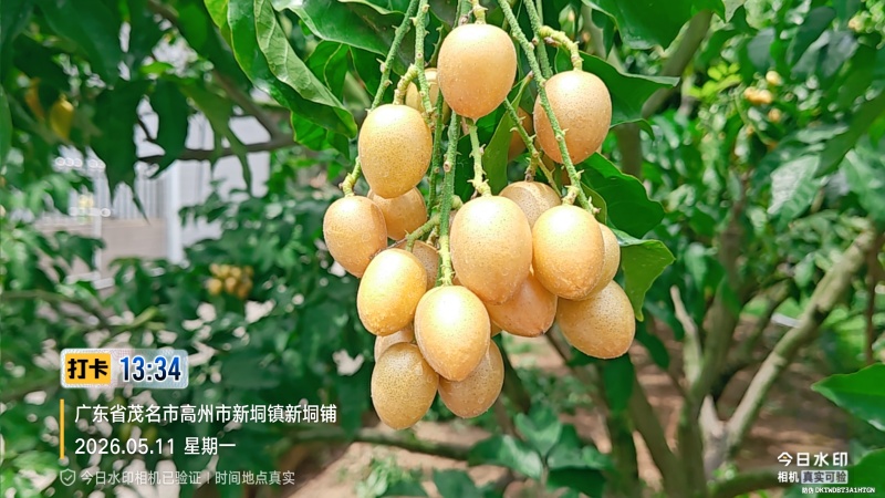 广东省高州市鸡心黄皮火热上市，一件代发，奶茶店供应链有量