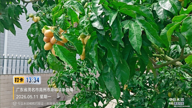 广东省高州市鸡心黄皮火热上市，一件代发，奶茶店供应链有量