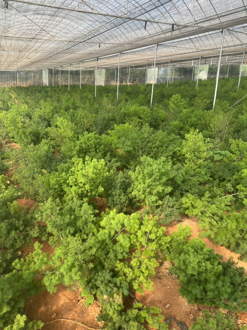 云南昆明宜良县自家种植基地蓬莱松优质松树全年有现货