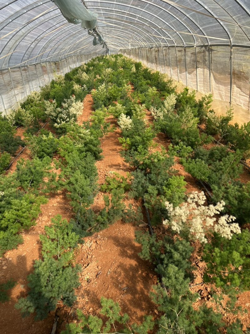 云南昆明宜良县自家种植基地蓬莱松优质松树全年有现货