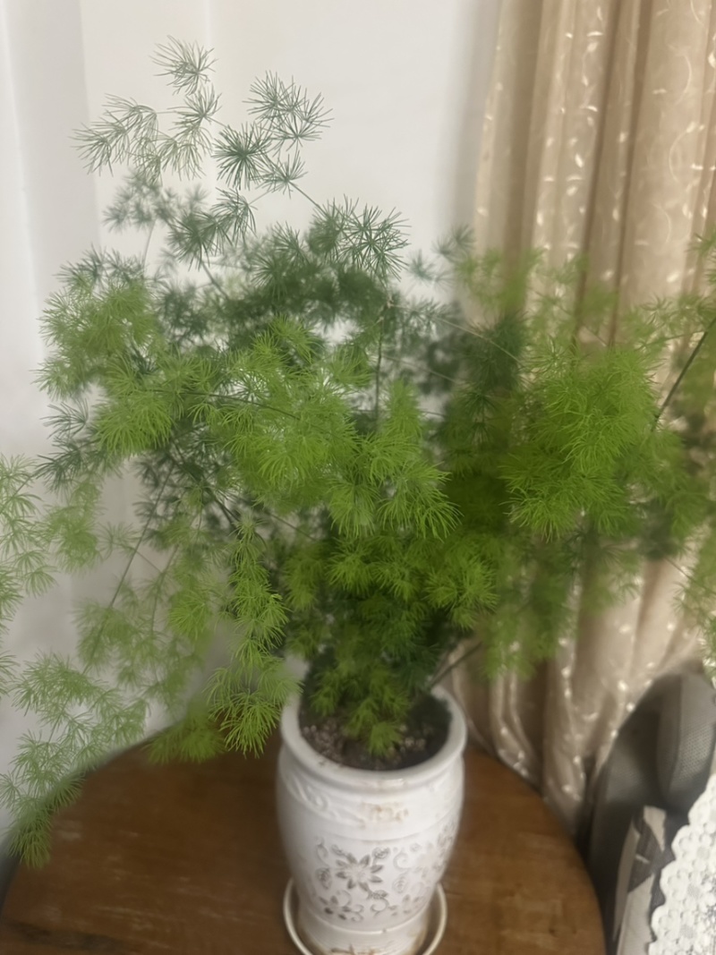 云南昆明宜良县自家种植基地蓬莱松优质松树全年有现货