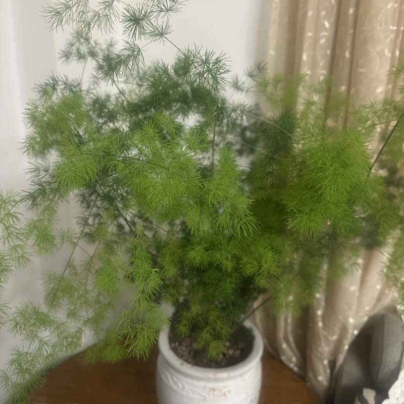 云南昆明宜良县自家种植基地蓬莱松优质松树全年有现货