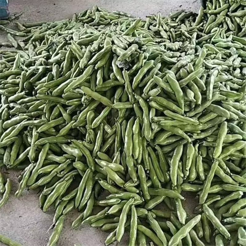精品新鲜蚕豆/大白皮蚕豆/江苏盐城大丰区基地供货