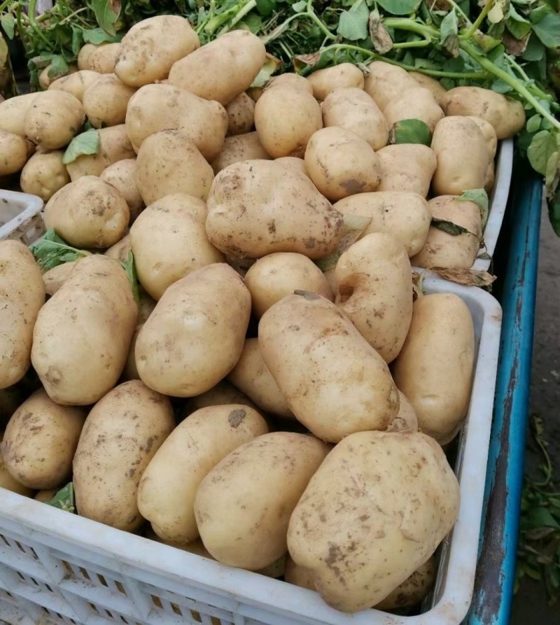 【精选】河北精品黄心土豆品种优良对接全国商超档口量大从优