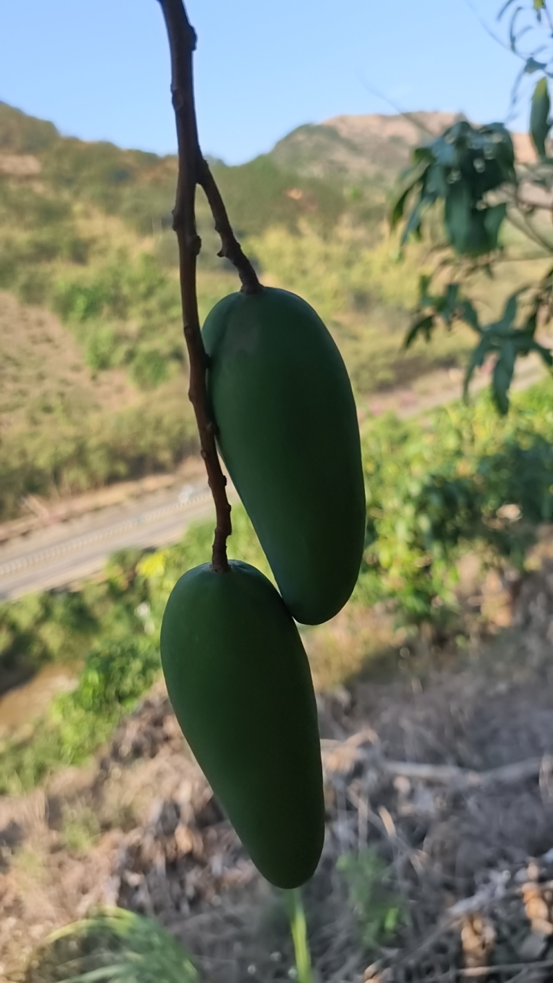 金煌芒，鹰嘴芒，台农