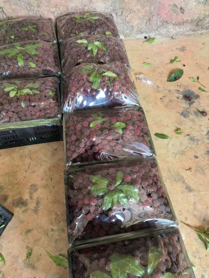 贵州高山万亩杨梅基地，口感甜，水份足，颜色好，果面干净，