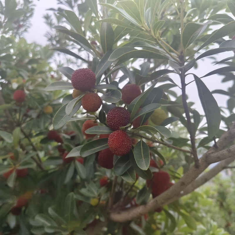 贵州高山万亩杨梅基地，口感甜，水份足，颜色好，果面干净，