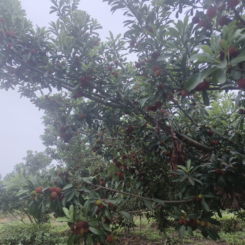 贵州高山万亩杨梅基地，口感甜，水份足，颜色好，果面干净，