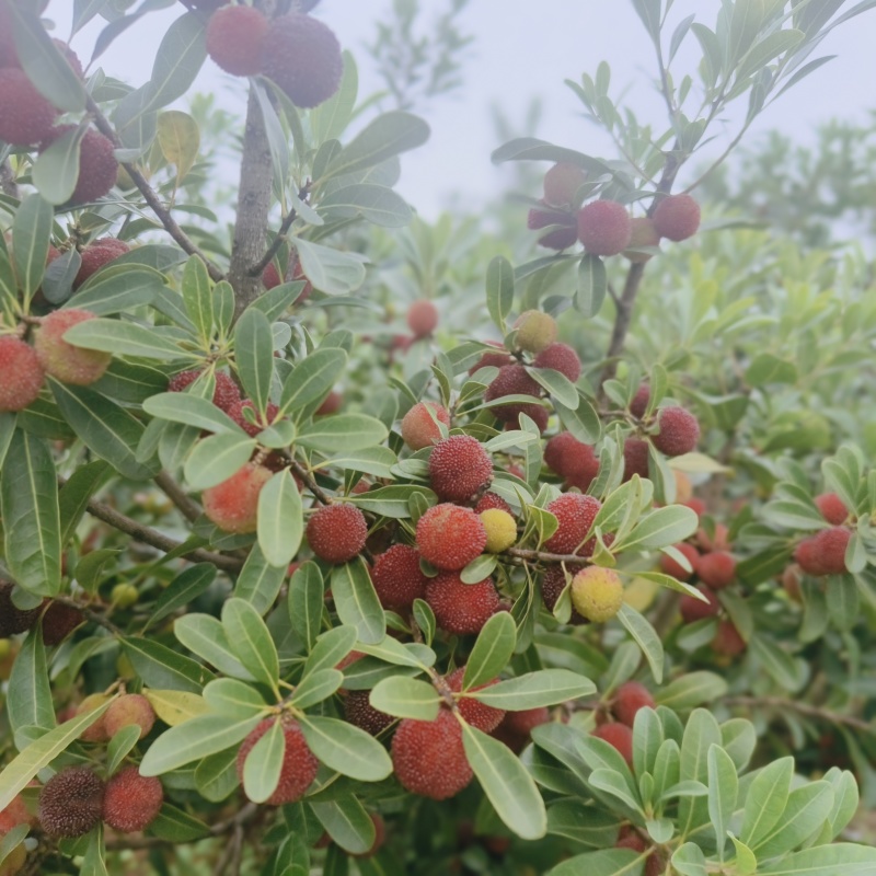 贵州高山万亩杨梅基地，口感甜，水份足，颜色好，果面干净，