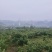 贵州高山万亩杨梅基地，口感甜，水份足，颜色好，果面干净，