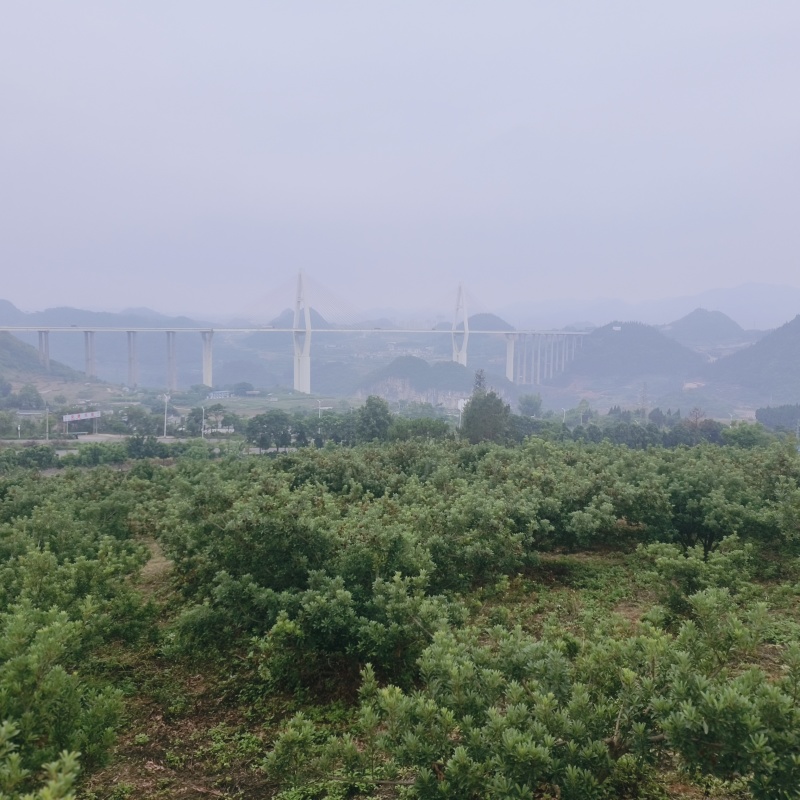 贵州高山万亩杨梅基地，口感甜，水份足，颜色好，果面干净，