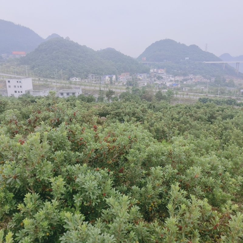 贵州高山万亩杨梅基地，口感甜，水份足，颜色好，果面干净，