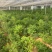 云南昆明宜良县自家种植基地蓬莱松优质松树可视频看货