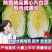 榆林黄心大白菜精品黄心白菜大量上市产地直供对接