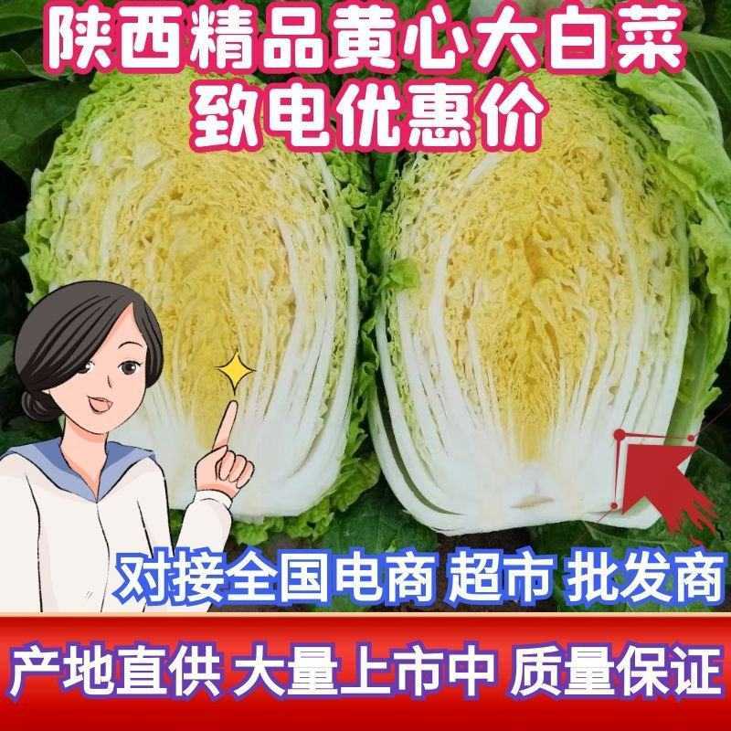 榆林黄心大白菜精品黄心白菜大量上市产地直供对接