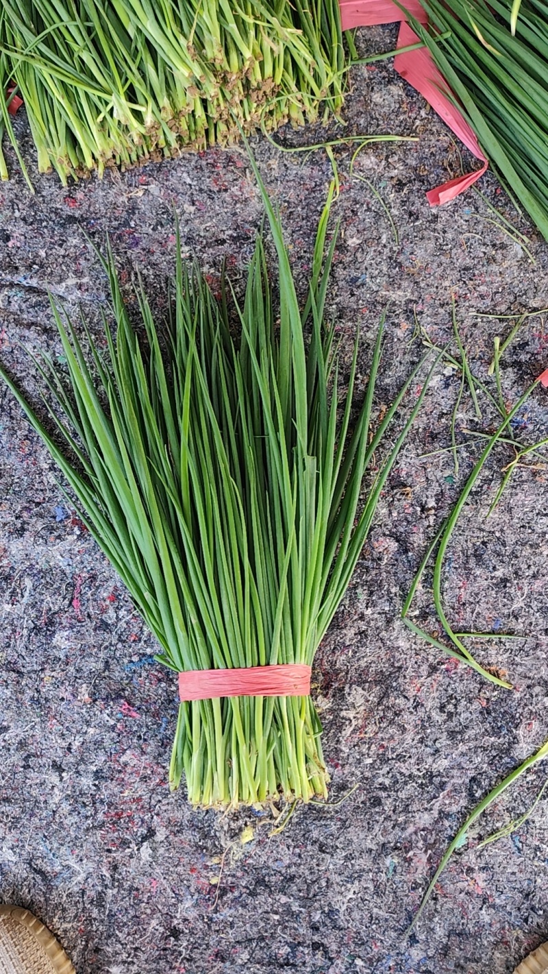 大量小葱，净葱上市