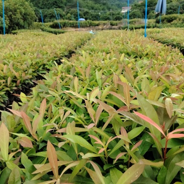 广东木荷小苗芽基地直发货源充足欢迎随时电话咨询