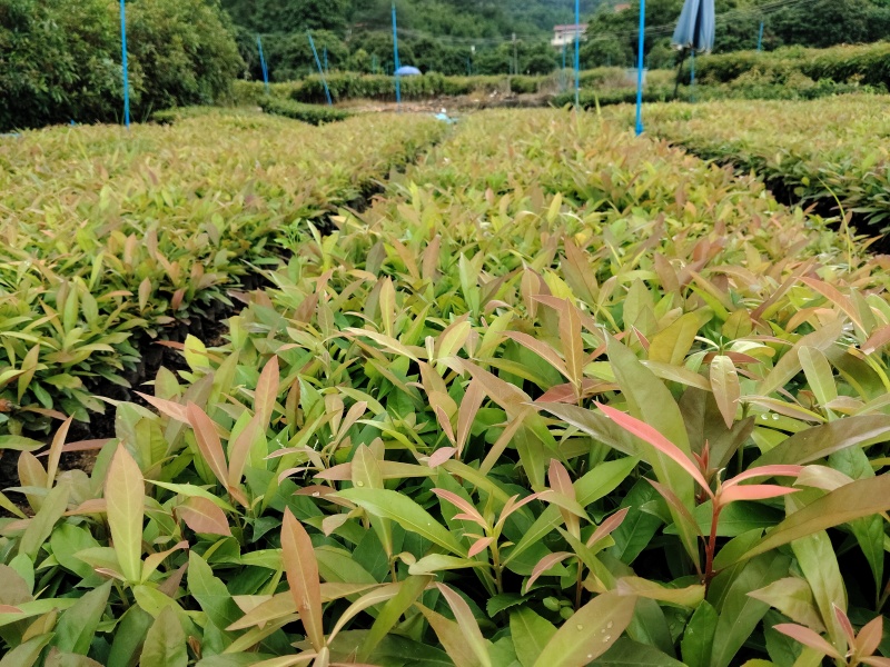 广东木荷小苗芽基地直发货源充足欢迎随时电话咨询